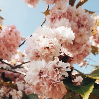 MY SECOND SPRING  .. a kind of journal